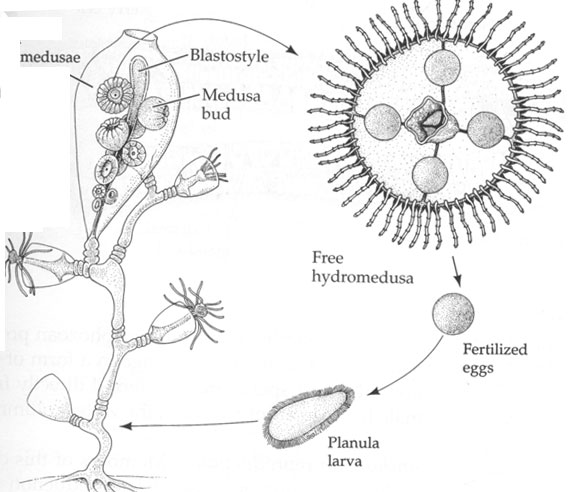 untitled-page-bioclass-cos-ncsu-edu